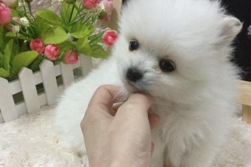 博美犬感冒了怎么护理，做好这几点就差不多了