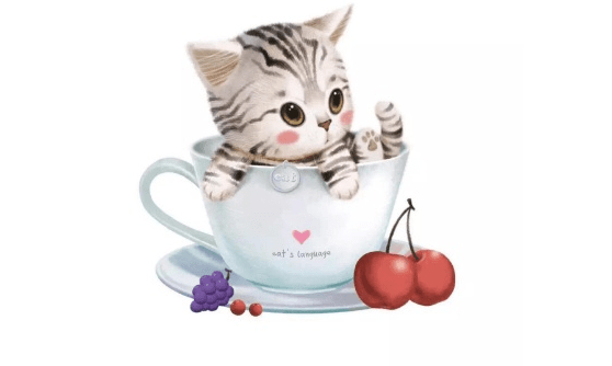 茶杯猫多少钱一只~记好这些谨慎购买