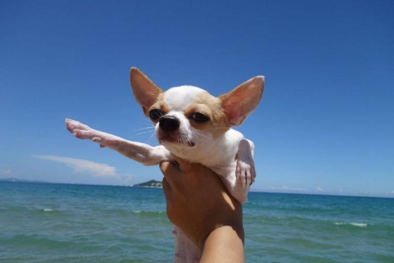 小型犬养什么好?来看看这几种