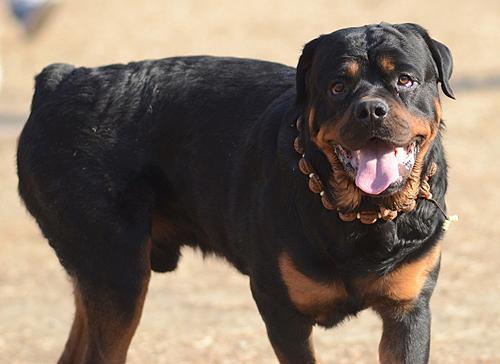 为什么很少人养罗威纳？不仅仅是凶猛这一点