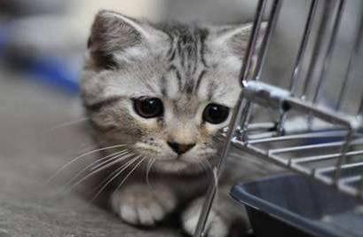 猫临死前的征兆,这三种表现要注意