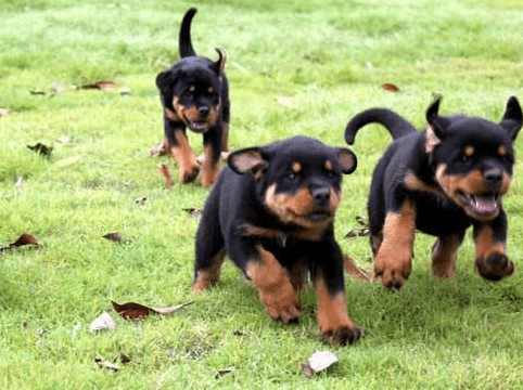 罗威纳犬咬主人吗?从小培养教育很重要