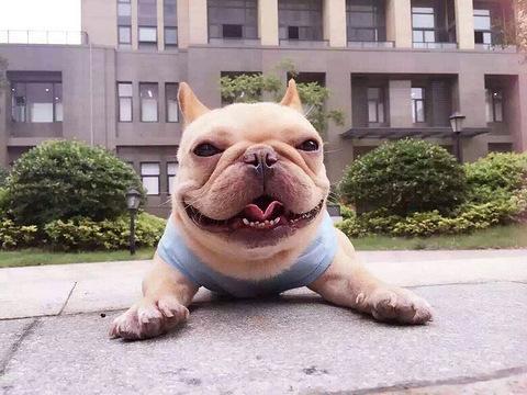 法斗和贵宾犬哪个厉害?只能从这些方面来对比