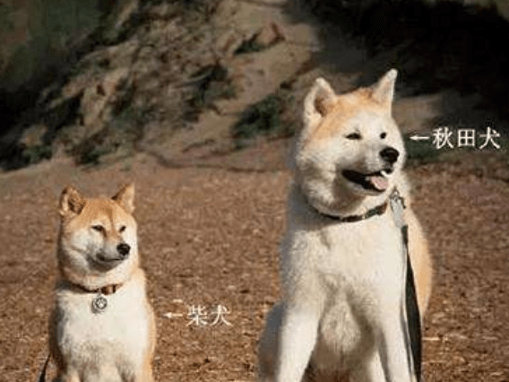柴犬和秋田犬哪个好？可以这样来对比下