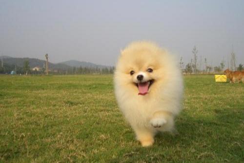 博美宠物狗不舒服的表现，首要的就是精神方面