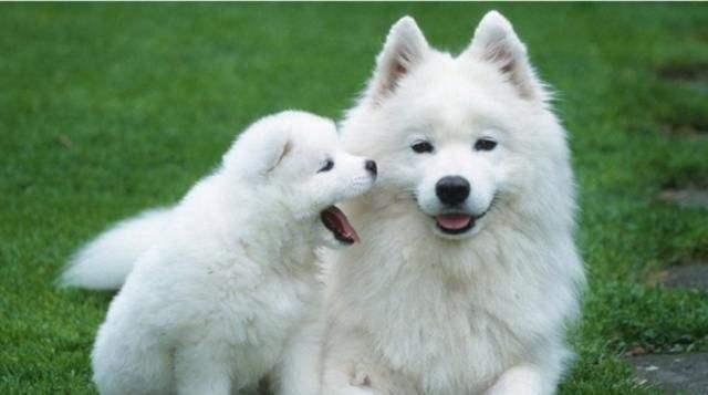 牧羊犬训练教程,先从最基本的开始