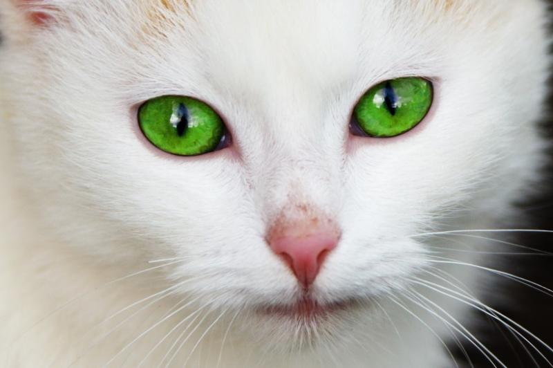 猫发烧的症状,注意这几点表现