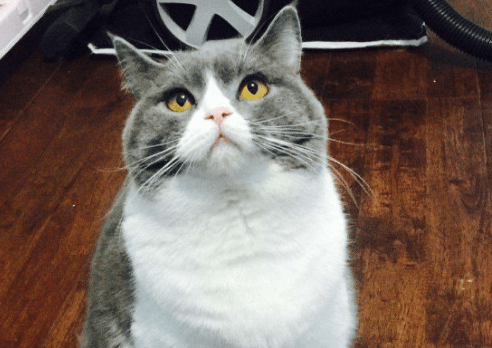 蓝白猫为什么比蓝猫贵?这几个原因占主导吧