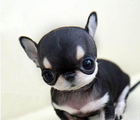 吉娃娃和小鹿犬的区别，看完就别再认错了