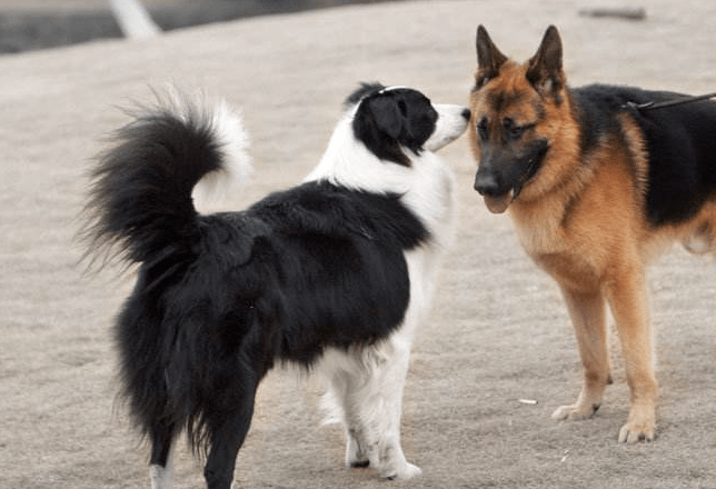 边境牧羊犬打得过德牧吗?不看这些又怎会知道