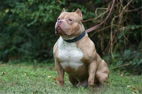 比特犬吃什么?长的猛不一定吃得多