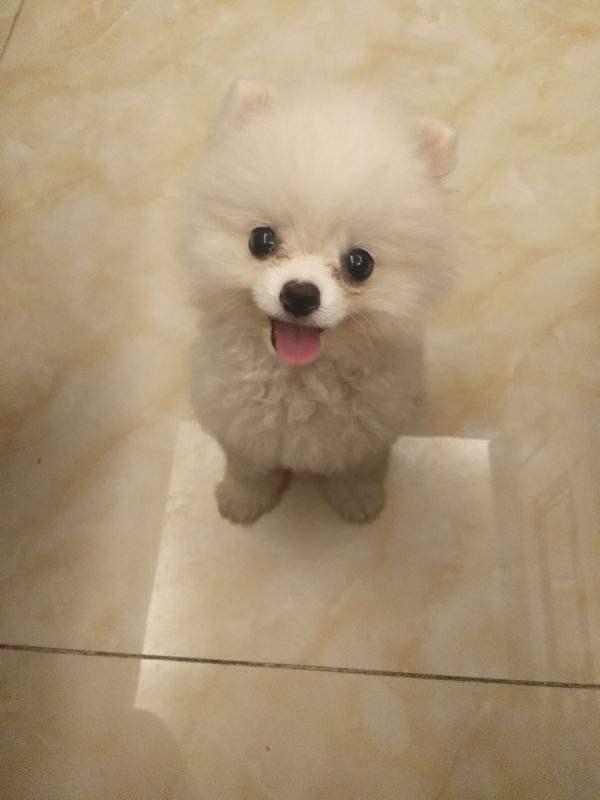 博美尴尬期注意什么，这几个问题尤其要上点心