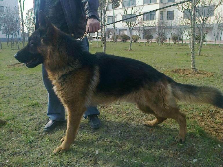 德国牧羊犬纯种的怎么样?看这矫健的身姿你会明白