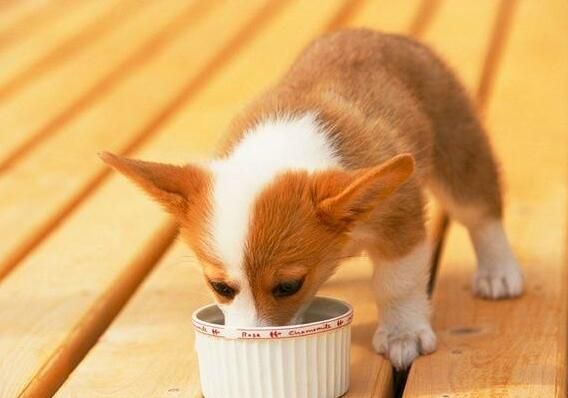 狗粮的制作方法，给你五个自制狗粮配方