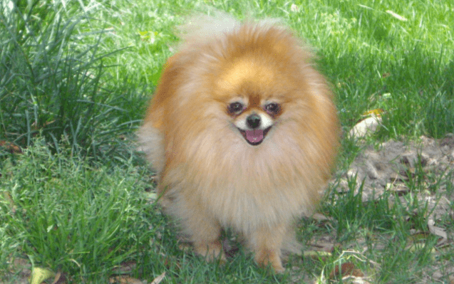 博美老是流眼泪怎么回事？要注意这些方面的问题