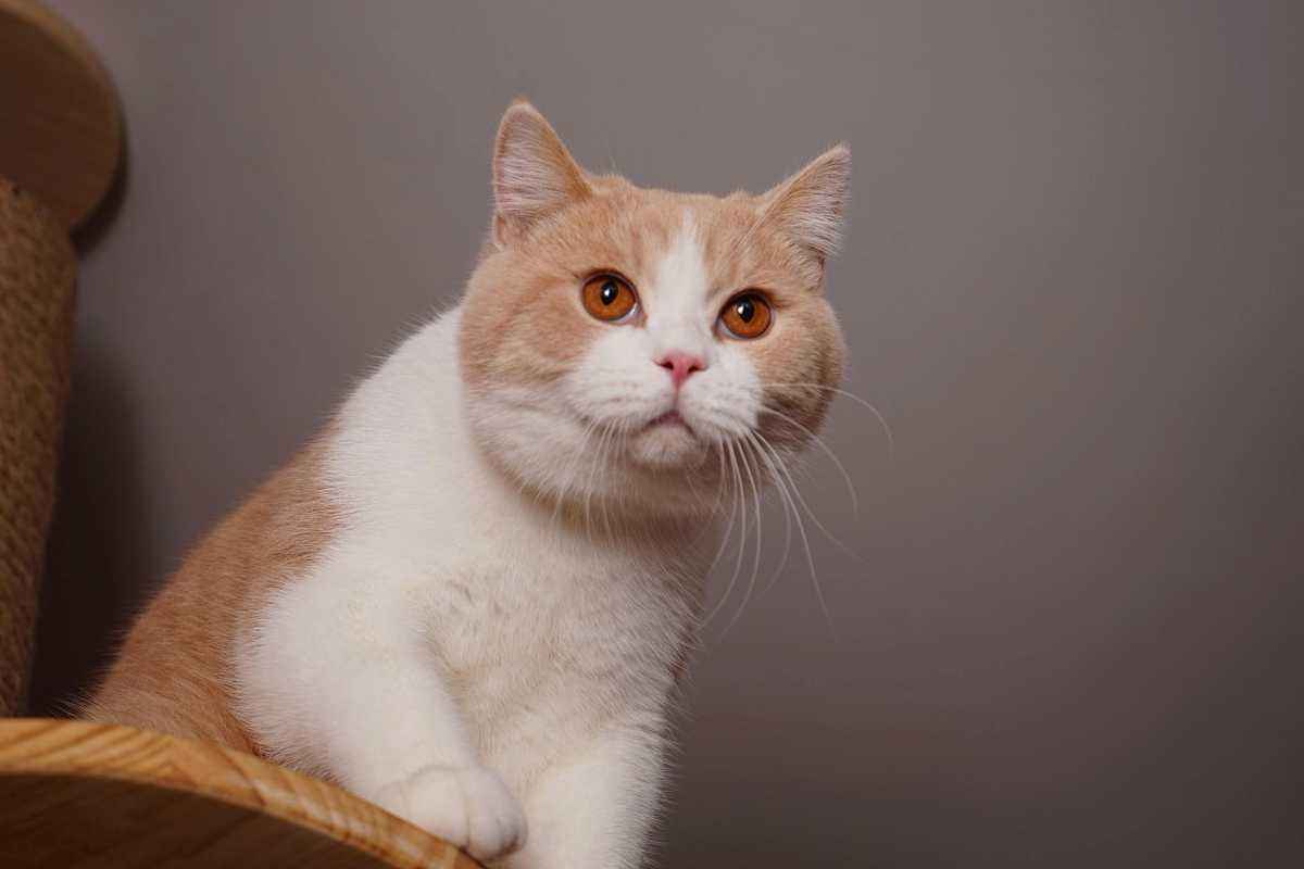 什么猫好养而且不贵,田园猫定不缺席