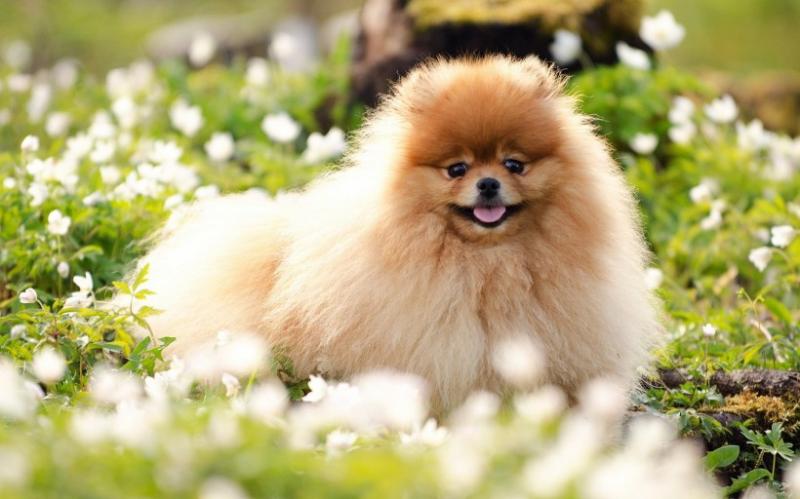 怎么训练博美犬?屡试不爽的妙招