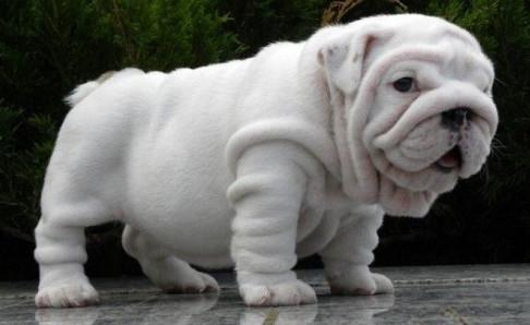 巴哥犬和斗牛犬的区别，不仅仅是外表上