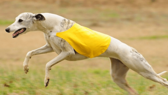 惠比特犬如何训练，这些妙招你要须知