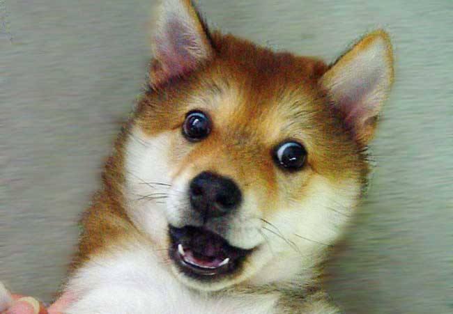 柯基犬怎么看品相,教你几招容易的