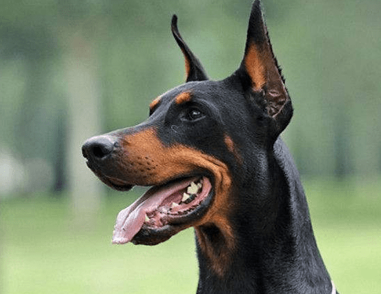 杜宾犬立耳要多长时间?慢工出细活就是这样