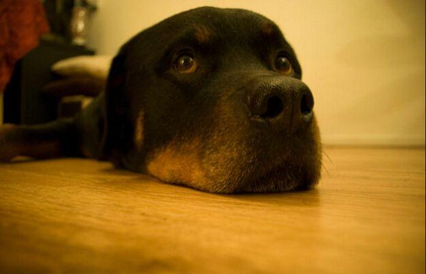 罗威纳犬好训练吗?办法总比困难多