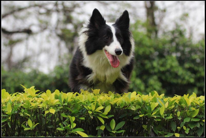 边境牧羊犬多大开始训练?宜早不宜晚