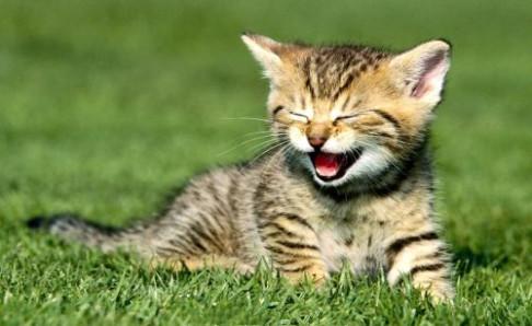 怎样引导猫到窝里睡觉