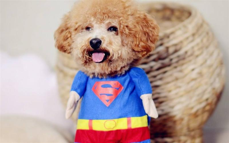 泰迪公的好还是母的好？主要还是看自己的喜欢