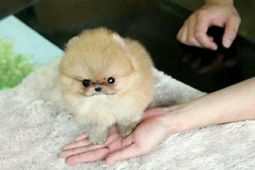 博美宠物狗可以吃米饭吗?关键之处在于一个份量
