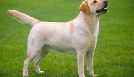怎样训练拉布拉多犬?详细训练教程讲解