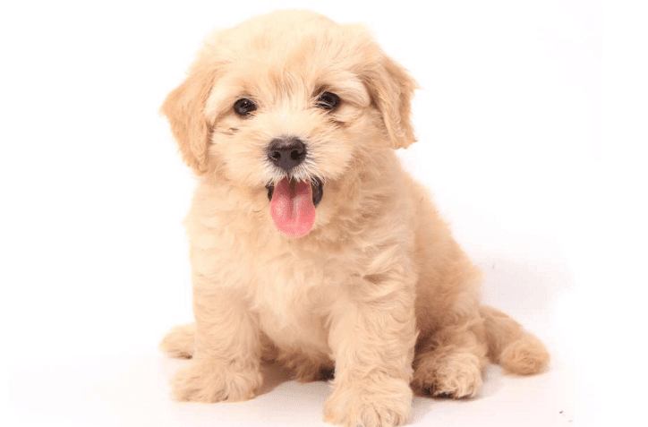 小狗可以喝牛奶吗,赶紧来了解