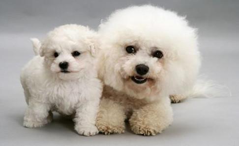 比熊犬喜欢吃什么?喜欢吃的东西可多了