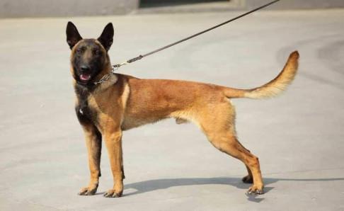 马犬发烧怎么办？不一定非得去医院