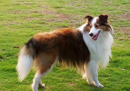 如何训练牧羊犬?  训练适当见成效