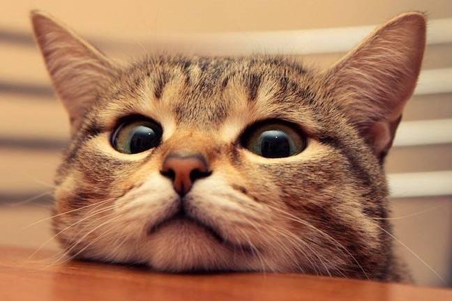 猫肠胃炎和猫瘟的区别?还是要注意甄别