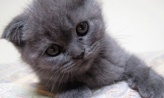 英国短毛猫吃什么猫粮好 这些食物可都是非常棒的！