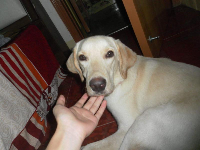 细小病毒怎么治疗?一些细节方面需注意