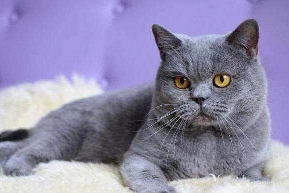 猫咪可以喝牛奶吗