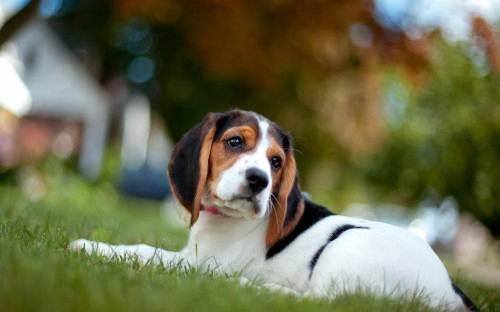 比格犬掉毛吗,掉毛又怎么护理呢