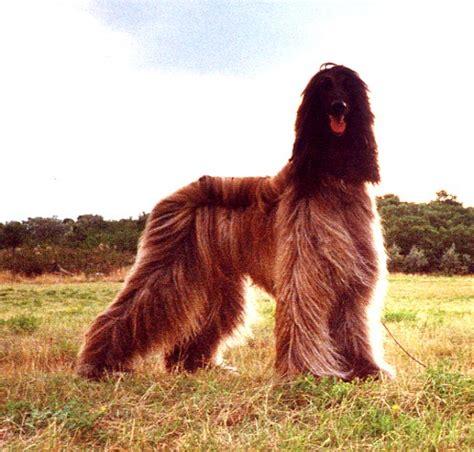 阿富汗猎犬价格,只能说价格不菲