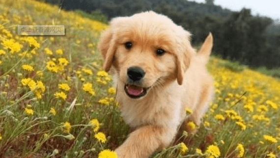 狗拉肚子吃什么药?狗拉肚子注意事项大全