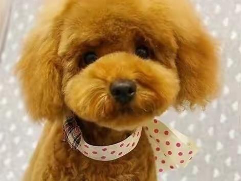 比熊贵宾犬哪个寿命长？其实相差不大