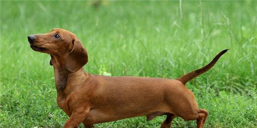 腊肠犬怎么训练?这四个要点需掌握好