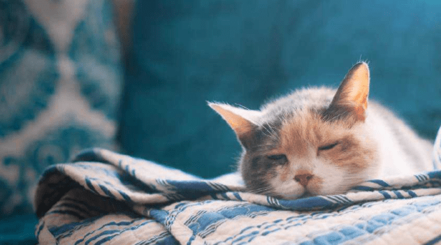 猫瘟是怎么引起的?知根知底才能更好的预防