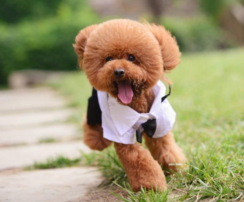 泰迪吃什么狗粮好？这样来挑选性价比高的狗粮