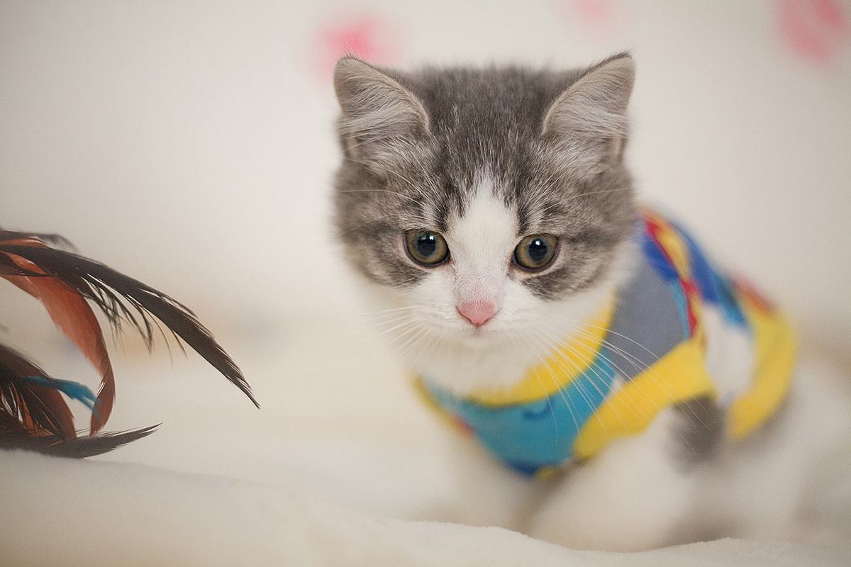 猫耳朵里面黑色的泥怎么回事？怎么清理呢？