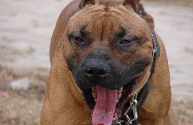 比特犬见了老虎会怕吗?百兽之王可不是吹出来的