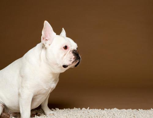 法国斗牛犬有攻击性吗?狗急都会跳墙
