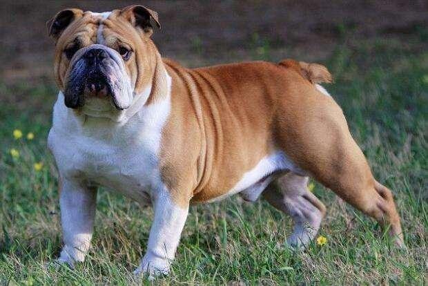 狗狗能吃杨梅吗?吃水果要注意这些情况